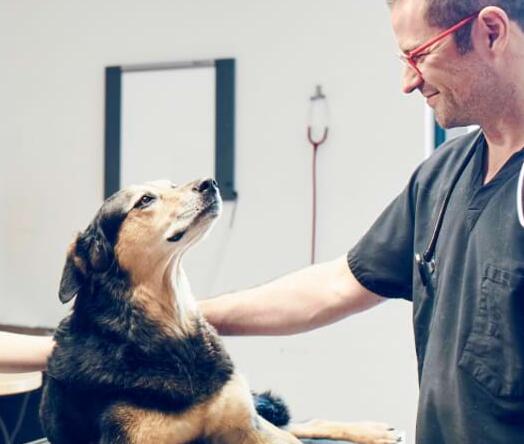 Hüftendoprothesen für Hunde und Katzen