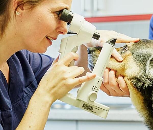 Unsere Leistungen – Augenheilkunde