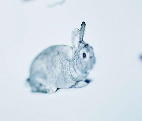 Unsere Zielgruppe: Heimtiere