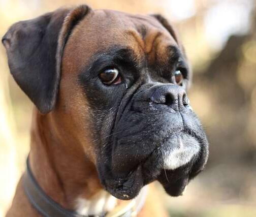 Gaumensegel-OP für ihren Hund