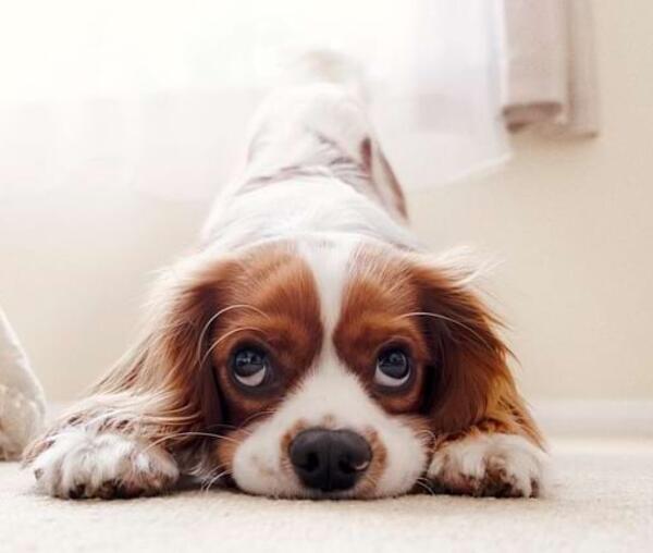 Endoskopische Kastration