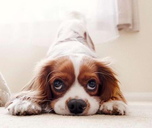 Prophylaktische endoskopische Gastropexie