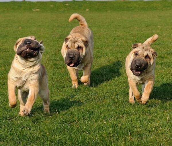 Einsatzort FMT – Parvovirose