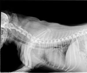 Trachealkollaps beim Hund