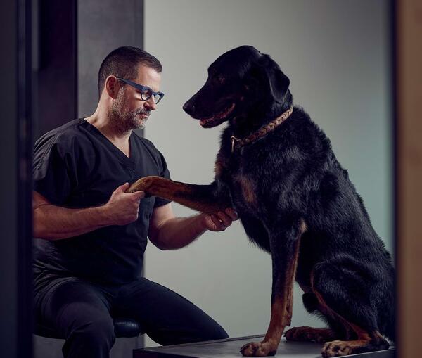 Hüftdysplasie und Arthrose bei Hund und Katze