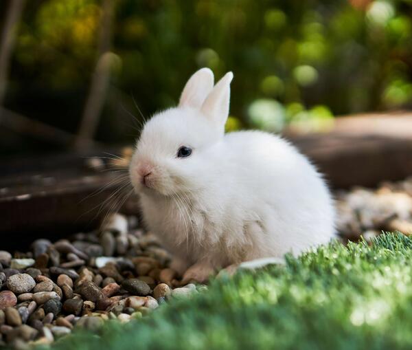 Transurethrale Blasenherniation – Fall des Monats