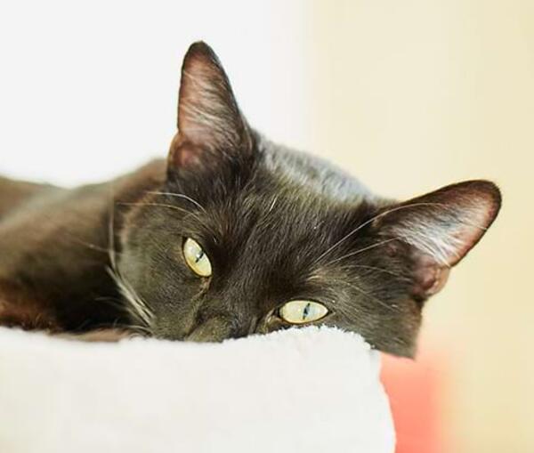 Katzen – Steckbrief