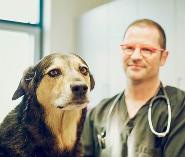 OCD beim Hund: Die Synachart-Endoprothese