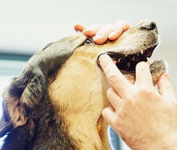 Sinunasale Aspergillose – HNO