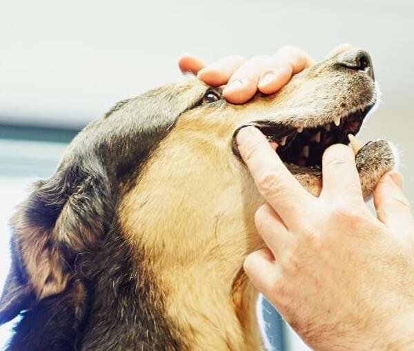 Ihr Hund schnarcht und röchelt? – HNO