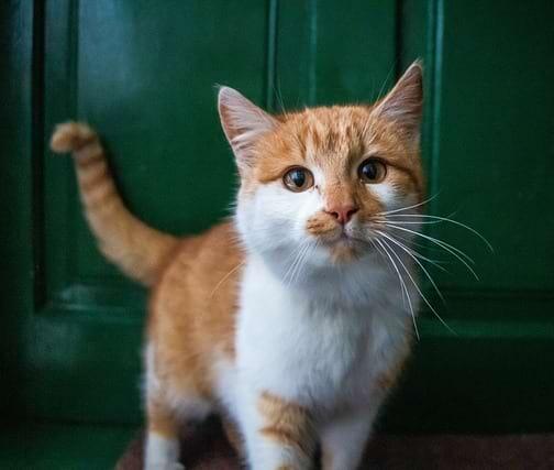 Hypertrophe Kardiomyopathie (HCM)