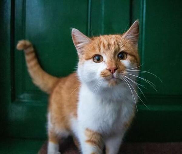 Hypertrophe Kardiomyopathie (HCM)