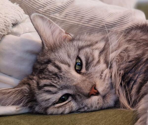 Chylothorax – Fall des Monats