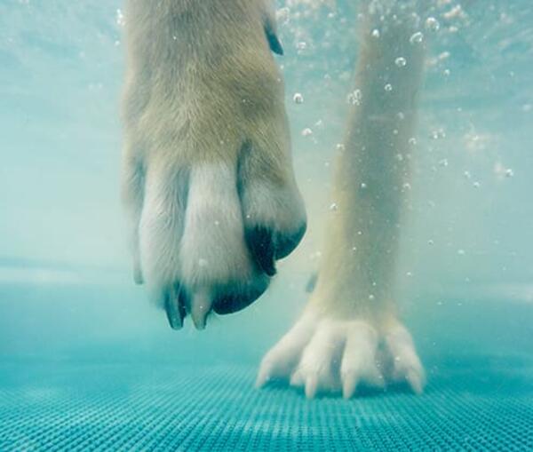 Aquatraining Hunde