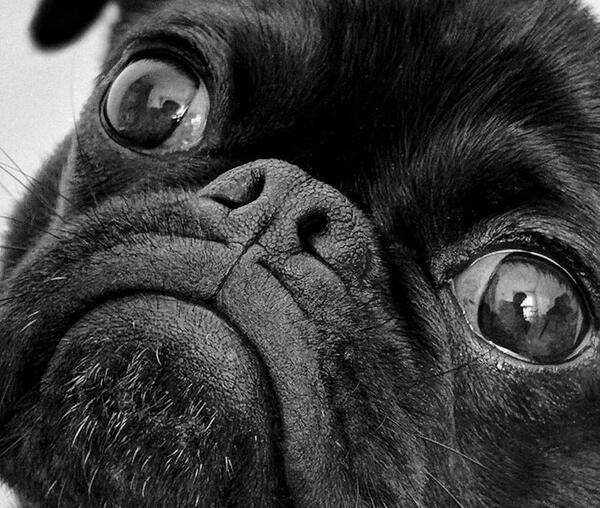 Brachycephales Syndrom bei Hunden