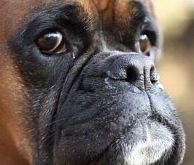 Dilatative Kardiomyopathie (DCM)