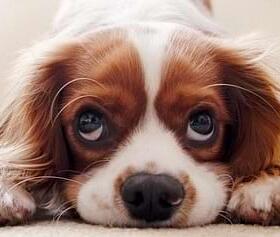 Die Mitralklappenendokardiose