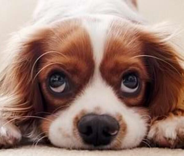 Hunde – Steckbrief