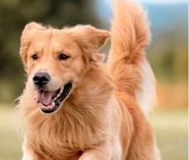 Ellbogendysplasie beim Hund – FCP