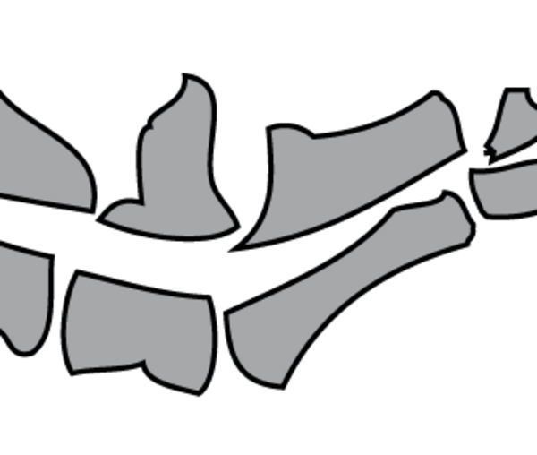 Tierphysiotherapie Übersicht