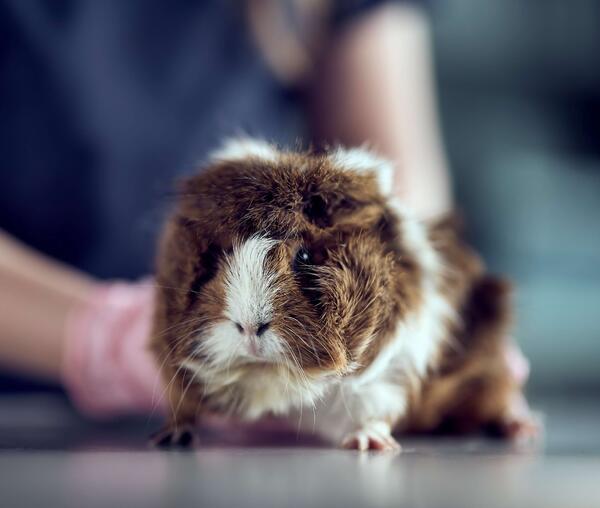 Zielgruppe: Heimtiere