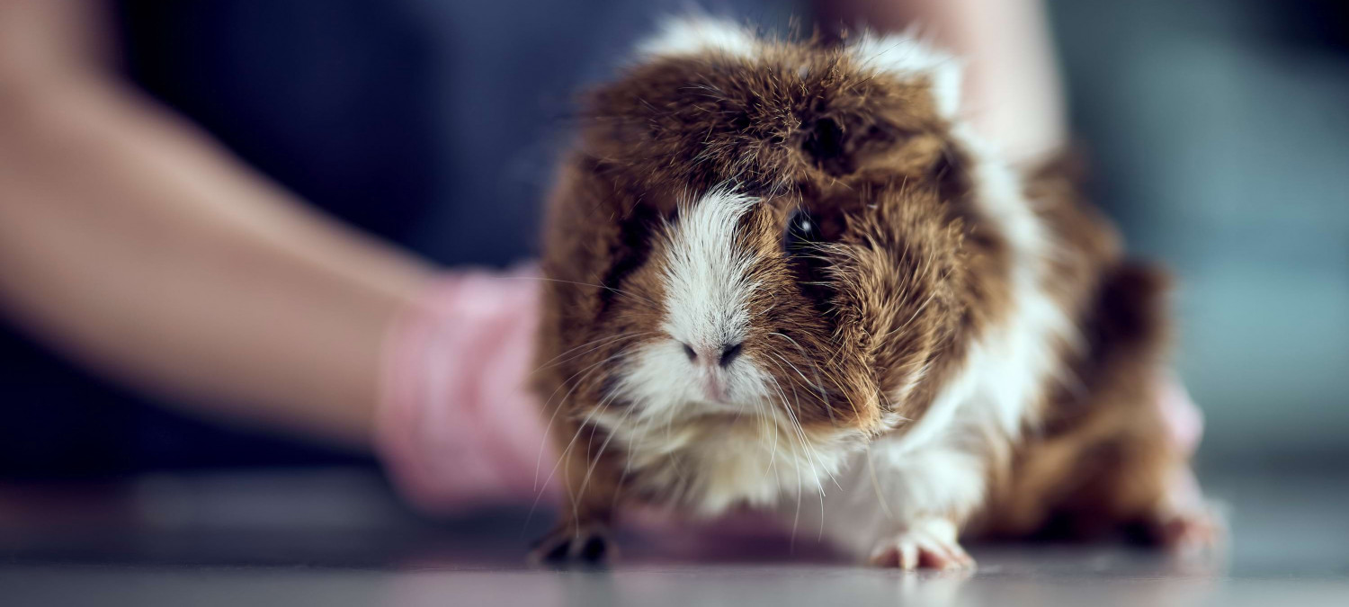 Nahaufnahme eines braun-wei&szlig;en Meerschweinchens, wie es von einer spezialisierten Heimtiertier&auml;rztin untersucht wird.