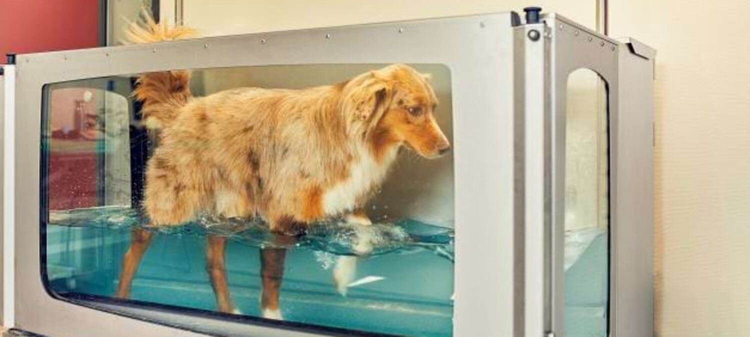 Ein Hund beim Aquatraining auf einem Unterwasserlaufband.