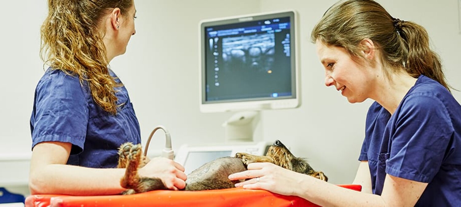 Zwei &Auml;rztinnen der Kleintierklinik Ettlingen bei einer inneren Medizin Unrersuchung eines Hundes