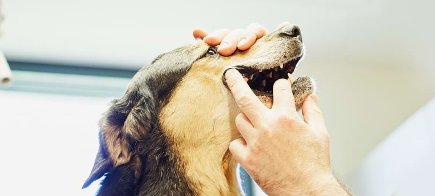 Zahnmedizinische Untersuchung eines Hundes.