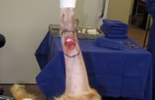 Die Haut &uuml;ber dem Tumor ist nicht mehr intakt.