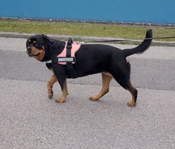 Rottweiler