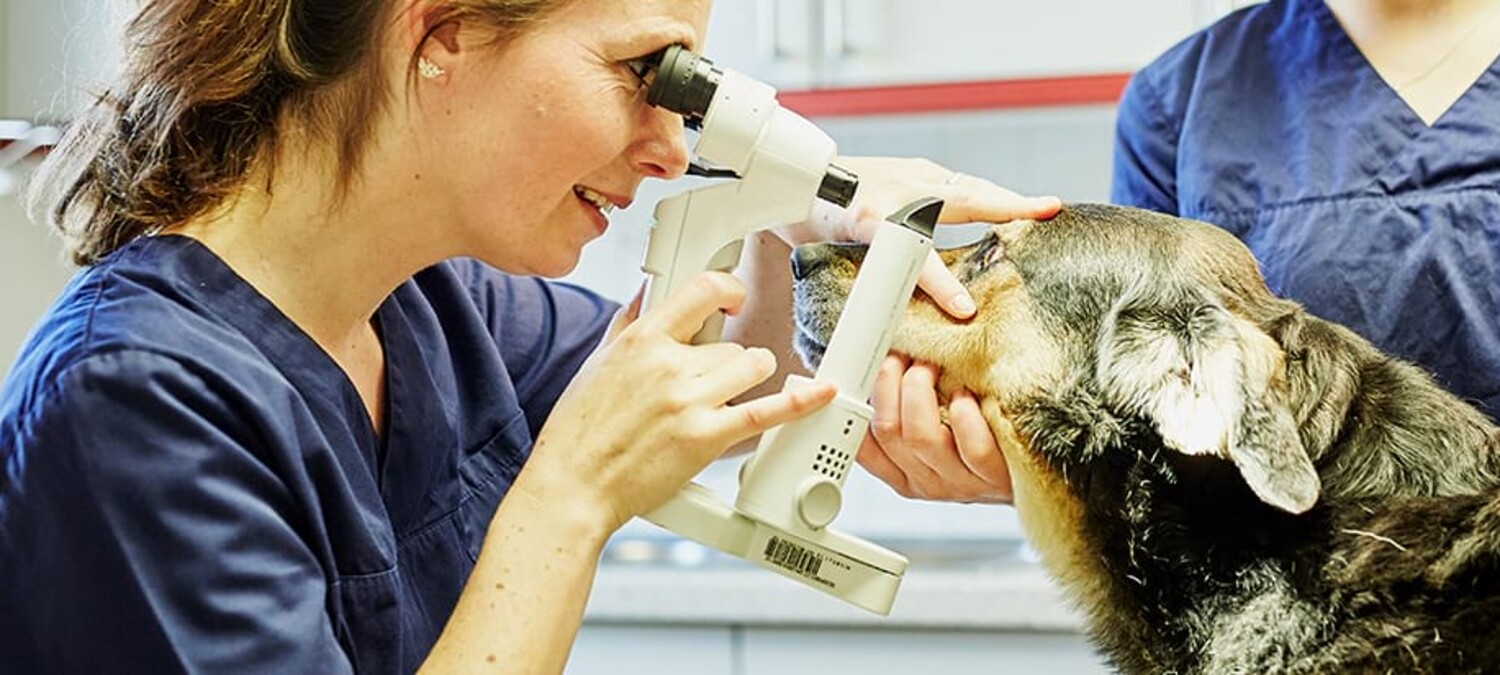 Janine Lautersack untersucht die Augen eines Hundes.