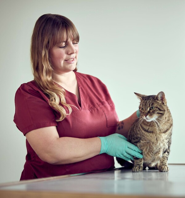 Eine &Auml;rztin behandelt eine Katze, die entspannt bleibt.