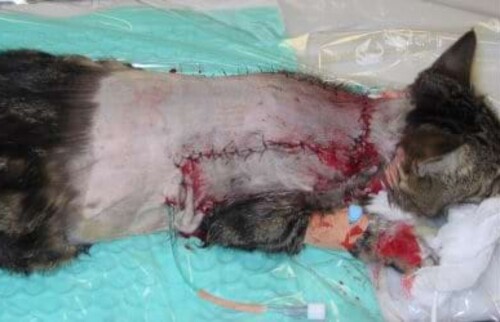 Der Zustand direkt nach der Entfernung des Tumors.