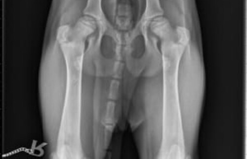 Schwarz-wei&szlig;es R&ouml;ntgenbild der H&uuml;ftgelenke und des Beckens eines Hundes in der Aufsicht.