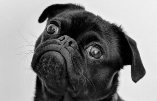 Bild eines schwarzen Mops.