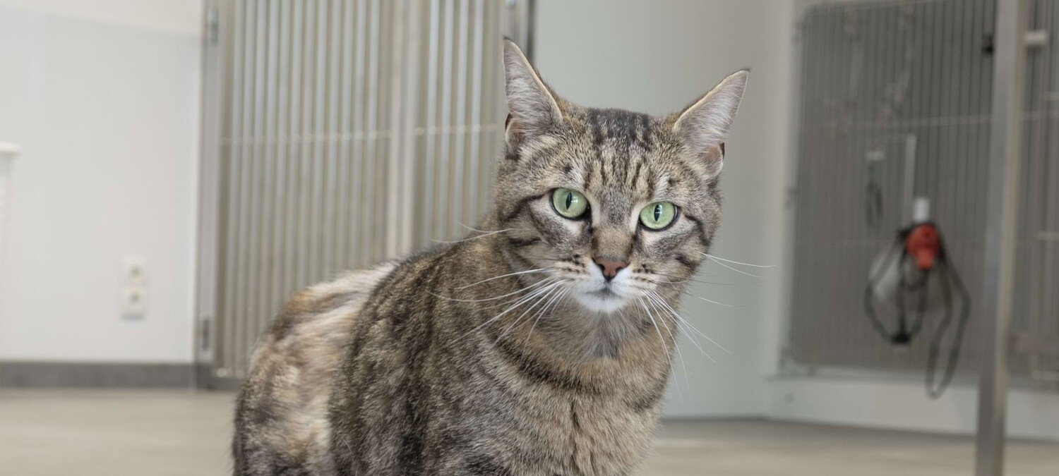 Eine grau und schwarz getigerte Katze.