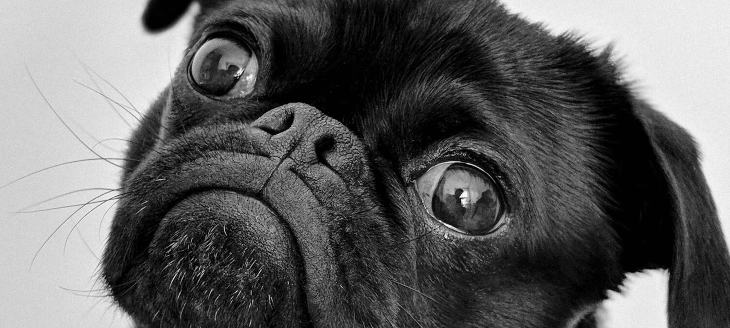 Bild eines schwarzen Mops.