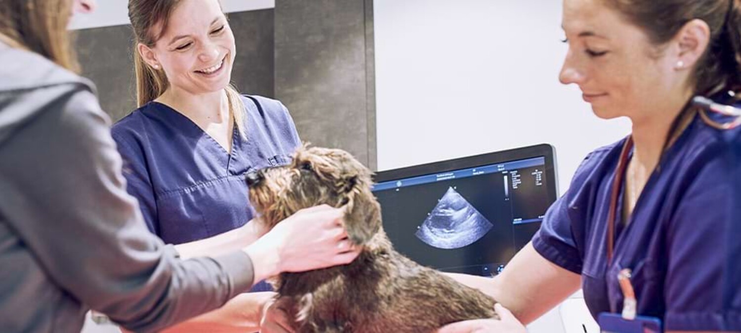Kardiologische Untersuchung eines Rauhaardackels in der Kleintierklinik Ettlingen bei Karlsruhe