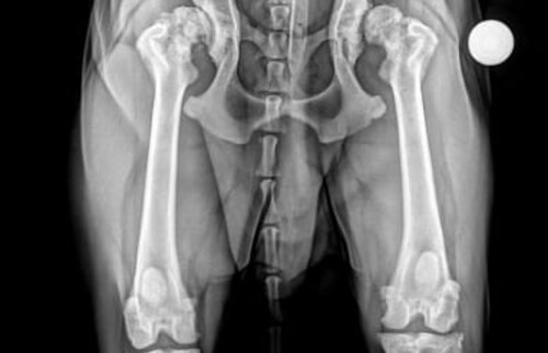 Schwarz-weiss CT-Aufnahme eines Hundegelenks.