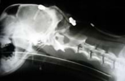 Wasserkopf beim Hund.