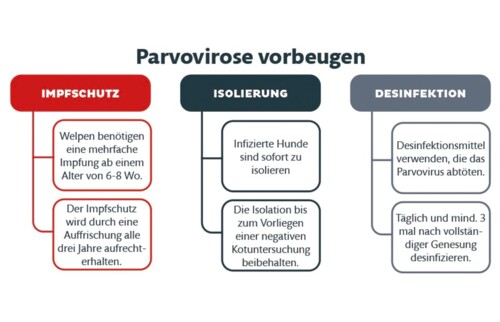 Informationstexte zur Vorbeugung von Parvovirose.