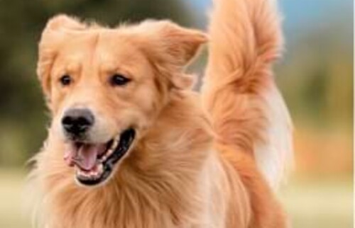 Ein Golden Retriever rennt auf die Kamera zu.