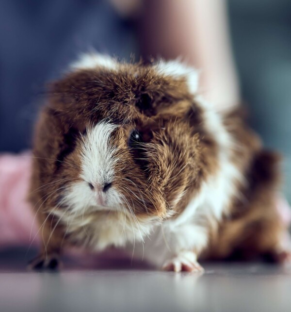 Nahaufnahme eines Meerschweinchens.