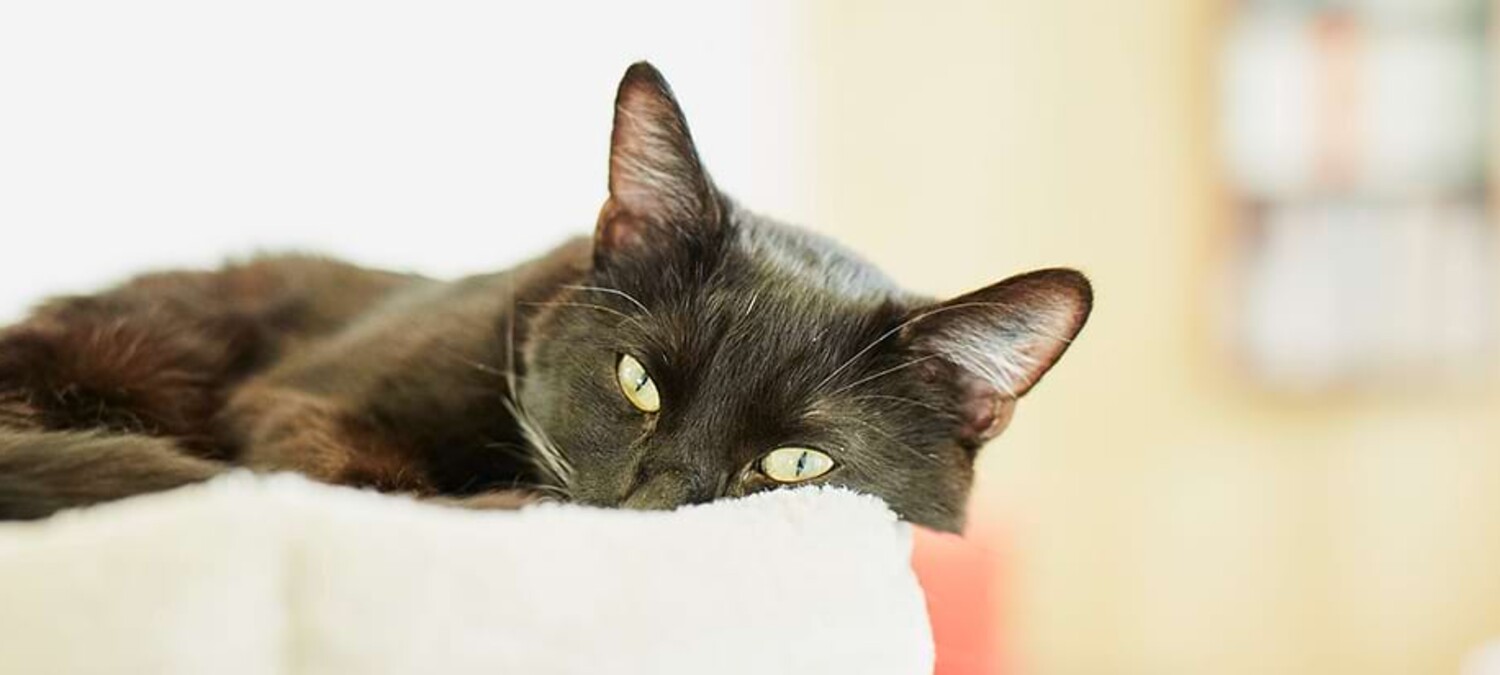 Bild einer schwarzen Katze auf einem Kissen, das in der dermatologischen Fachabteilung der Kleintierklinik Ettlingen bei Karlrsruhebehandelt wird.