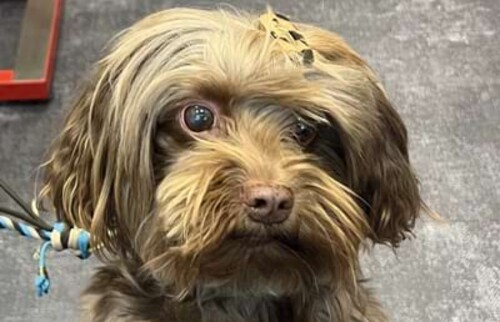 Willy nach Abschluss der Behandlung