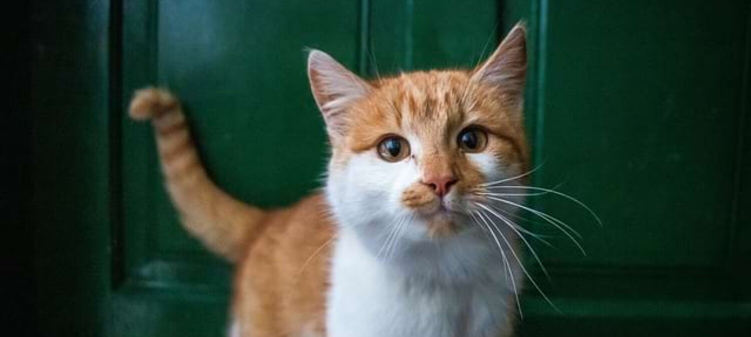 Bild einer rot-wei&szlig;en Hauskatze.