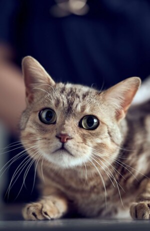 Nahaufnahme einer Katze in Behandlung.