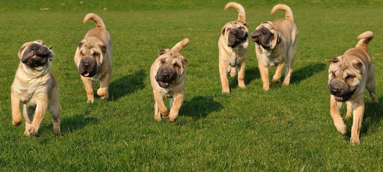 Sechs Shar-Pei-Welpen, die ausgelassen und voller Schwung &uuml;ber eine gr&uuml;ne Wiese auf die Kamera zulaufen.