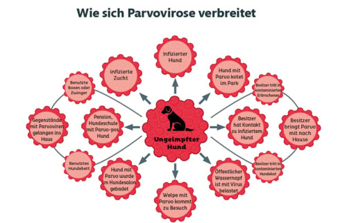 Informationgsgraphik wie sich Parvovirose verbreitet.